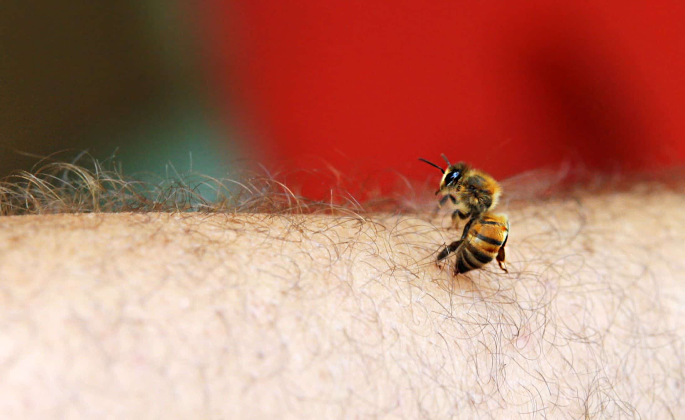 bee landing on skin